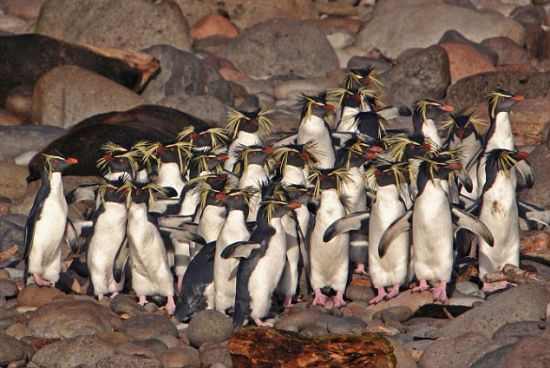 南大西洋戈夫岛的北凤冠企鹅群。
