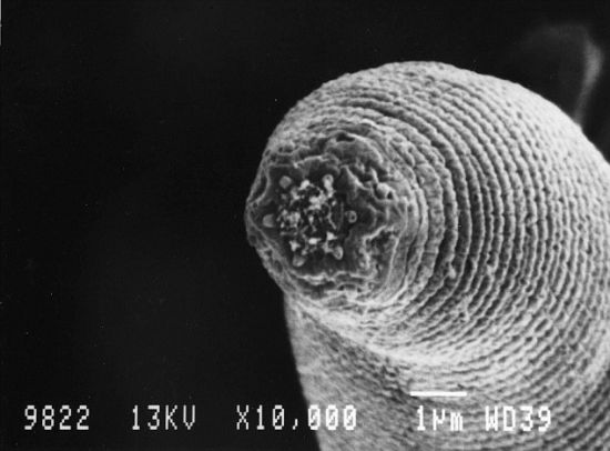 “魔鬼蠕虫”：它们是这个星球上已知生活在最深处的复杂有机体