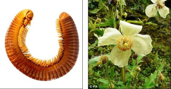两种新发现的物种：左侧是一种在坦桑尼亚境内发现的巨型马陆；右侧是盛开在13000英尺(约合4000米)海拔高原上的尼泊尔罂粟花