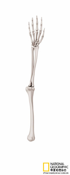 ：五指连在腕部的一组骨头 上，由两根骨头构成的前臂从腕部伸出，引向邻近肩部、只有一根长骨的上臂。
