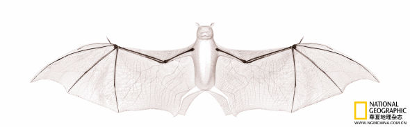 蝙蝠：蝙蝠的翅膀也许看起来只是一层皮，但里面其实也藏着五根手指。其骨骼的作用类似帐篷杆，把膜翅撑开便可鼓荡风力，使身体升空。
