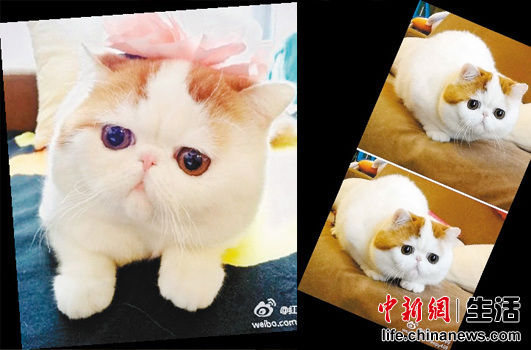 . 后起之秀:萌猫\"红小胖snoopy\"-谁是网络第一 萌 细数走红的宠