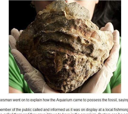 这枚有一亿年历史的大牡蛎化石中可能含有世界上最大的珍珠(网页截图)