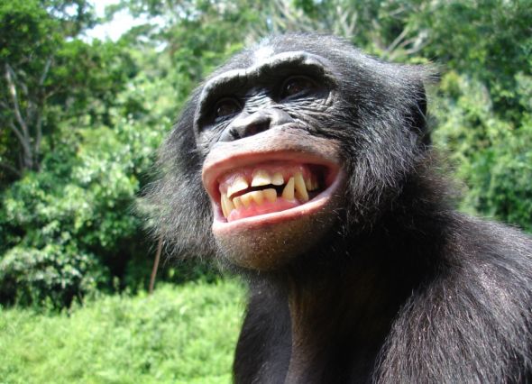 非洲黑猩猩对苦味的感觉存在地域差异(图)_科