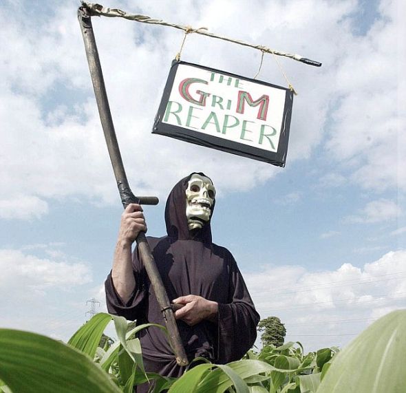 一位转基因食品抗议者站在转基因玉米地里进行抗议。