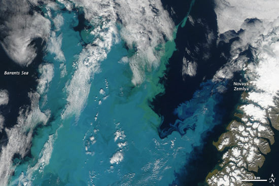 每日卫星照:北冰洋巴伦支海藻花(图)_科学探索