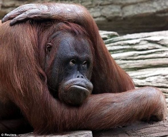 研究称类人猿会产生中年危机：幸福感下降(图)幸福感类人猿下降