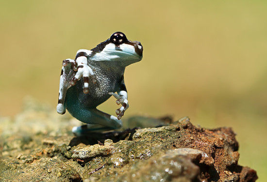 跳舞的青蛙 印尼摄影师拍摄经典动物特写|青蛙