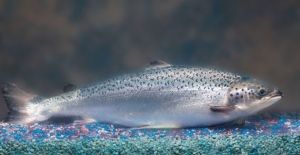 美国转基因鲑鱼将上餐桌：生长速度为野生2倍美国鲑鱼基因
