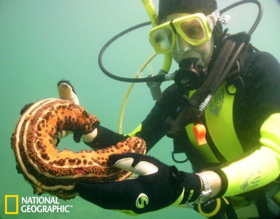 美国佛罗里达州劳德代尔堡水下，潜水员正拿着一只巨大的海参