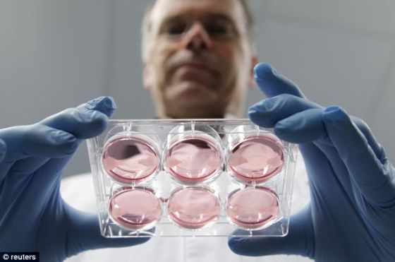 荷兰科学家实验室培育肌肉细胞 制作试管汉堡