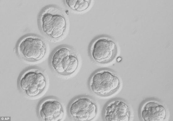 培养人体胚胎，并在其生长至五六天大时尝试提取干细胞，但这项研究同时也引发的广泛的伦理担忧