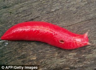 ר����Ϊ���޴��Triboniophorus graeffi����ֻ��������������ʿ�ݵĿ�����ɽ����������������̦޺Ϊʳ��ͨ�������ڴ������