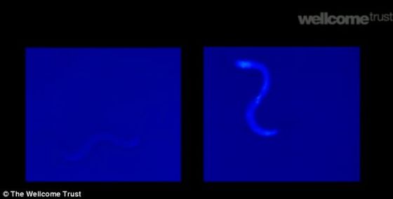 英国科学家借助显微镜对蚯蚓的死亡过程进行了观察。根据他们的观察发现，死亡像蓝色光波一样在蚯蚓体内传播，细胞一个接一个死亡，直至整个身体停止呼吸。拍摄右侧照片时，蚯蚓比拍摄左侧照片时进一步接近死亡