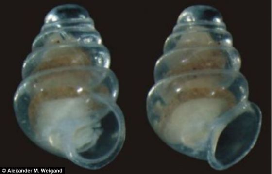 科学家在克罗地亚最深洞穴中发现一种拥有透明贝壳的幽灵般蜗牛。它们根本看清前方的路，被认为是只能生活在黑暗地下洞穴的真洞居生物。