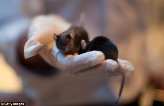 SRT1720补充剂使老鼠的平均寿命延长8.8%。
