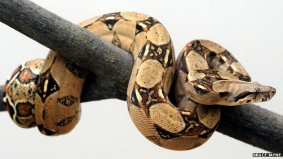 大蟒蛇（Boa constrictors）