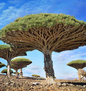 ȫ�������ľ���׳��:Ҳ����Ѫ��