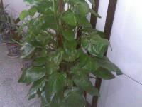 ����GPS�г�ŵ���ǻ�������6110N����(5)