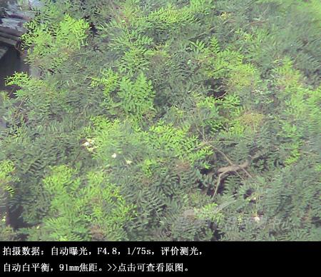 35����佹����DVD�����DC230����(7)