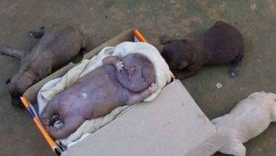 �ڿ���һ��ĸ���������ι���(ͼ)