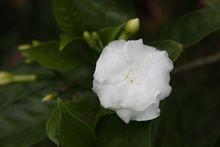 ŵӼ450Dϸ(9)