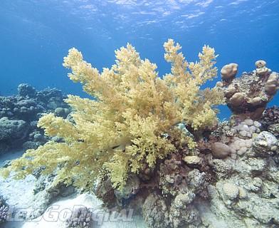 单反和鱼儿共舞?奥巴E3实战深海拍摄