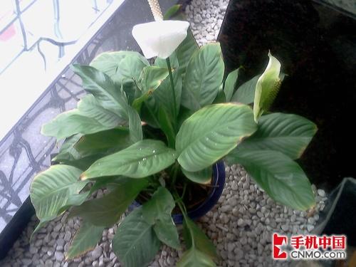 点此在新窗口浏览图片
