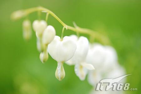 采花贼大发影威尼康新型微距镜头评测