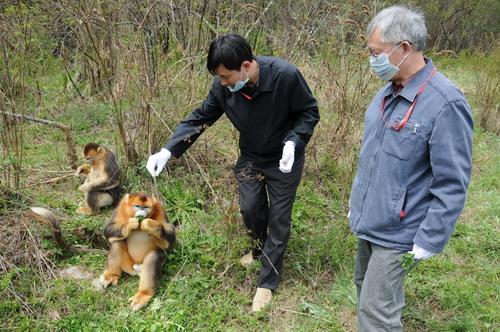 神农架野生金丝猴人工补食实验获成功