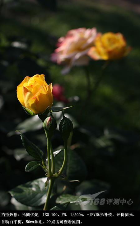 ���ŵ����ɳ��ķ��ռ���EOS450D����(13)