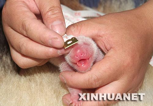 卧龙大熊猫产下地震后首对双胞胎(图)