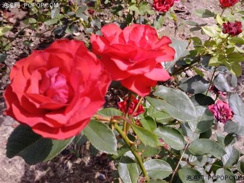 轻巧外形设计 LG滑盖拍照强机KC550评测(5)_