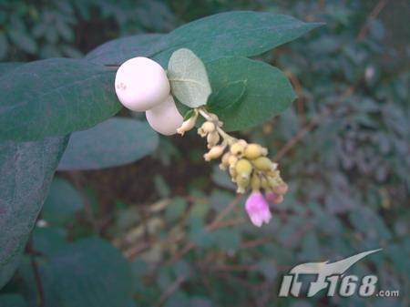 挑战单反索尼爱立信C905对比索尼α200(5)