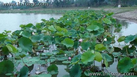 �ѽ���Ϳ���Яʽ����DV����TG1����(10)