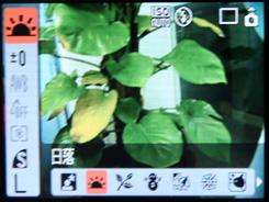 A系列的革新佳能新品A1000IS评测(5)
