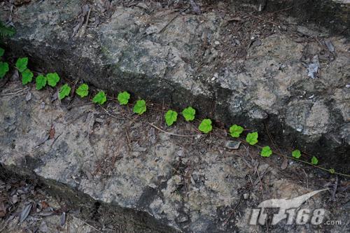 防抖维他命腾龙28-300mmVC实用评测(10)