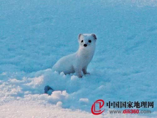 姓雪的动物:不怕冷的猴子雪猴