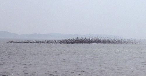 鸟什么形成语_雨形成的过程是什么