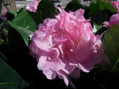 一机走天涯远近皆宜三星WB500功能评测(8)