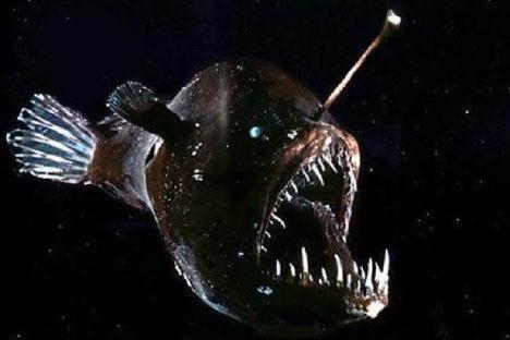盘点十大海洋怪物(组图)
