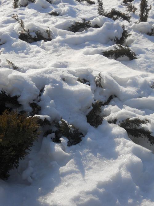 雪后燕园 尼康COOLPIX S570北京大学外拍_数