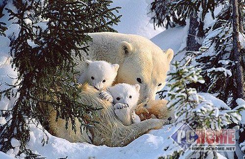 ����鿴����ͼƬ Ⱥ�ڵ�ѡ�񲻻�� ���������յ�һ��