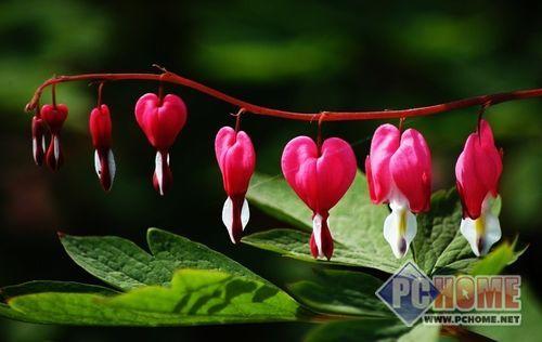 ����鿴����ͼƬ ����ǧ�����Ǵ� ��ɫ���뻨�ƵĿյ�