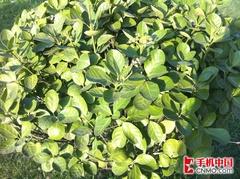 王者的巅峰对决三星i9000挑战iPhone4(7)