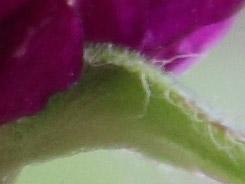 ���ŵ������῵D3100/����550D�Ա�����(5)