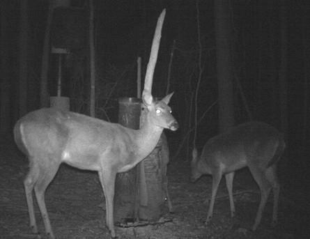 让黑夜没有秘密 红外摄像机选购及常见问题_商