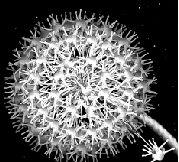 绚丽花朵<em>人体</em>制造(图)_科学探索_科技时代_