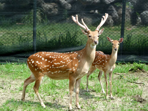 ����ɽ��÷��¹����������԰480����ʳ�����