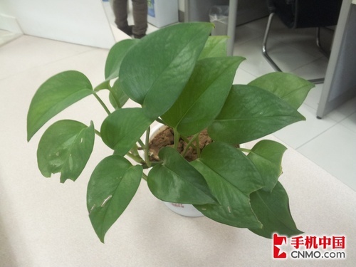 价格仅差10元摩托罗拉RAZR对比I9100(4)